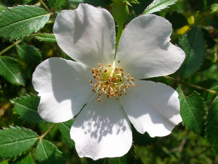 rosa canina?